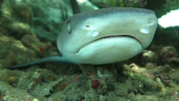 Tiburones de punta negra nadando bajo el agua — Vídeos de Stock