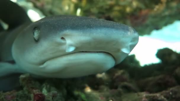 Zwart uiteinde rifhaaien onderwater zwemmen — Stockvideo
