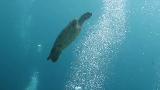 Hawksbill tortue de mer courant sur l'île de récif corallien Bali — Video