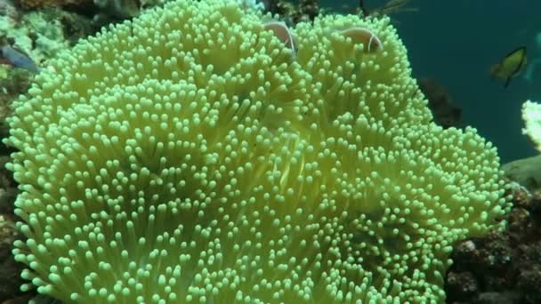 Morph the skunk clownfish sheltering in a giant carpet anemone Bali — Stock Video