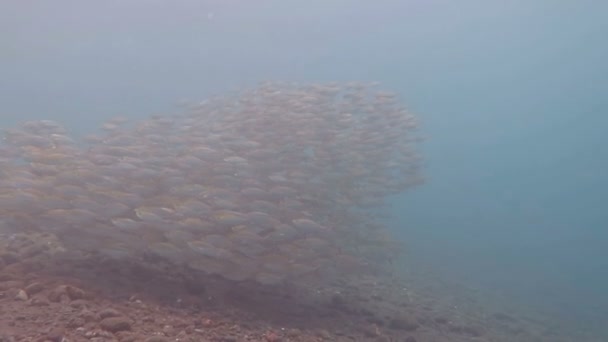Škola sardinek v Rudém moři — Stock video