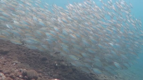 Sardin skola i Röda havet — Stockvideo