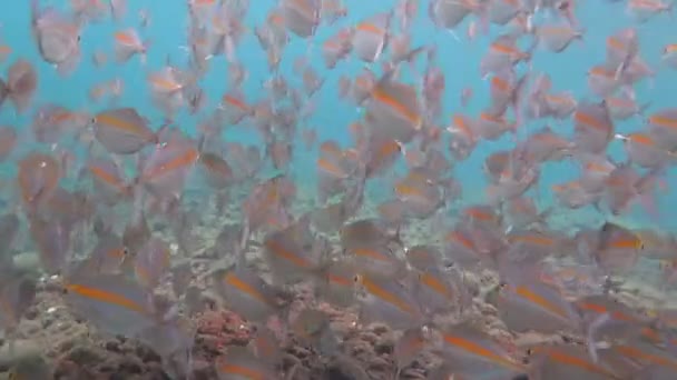Sardine School in the Red Sea — Stock Video