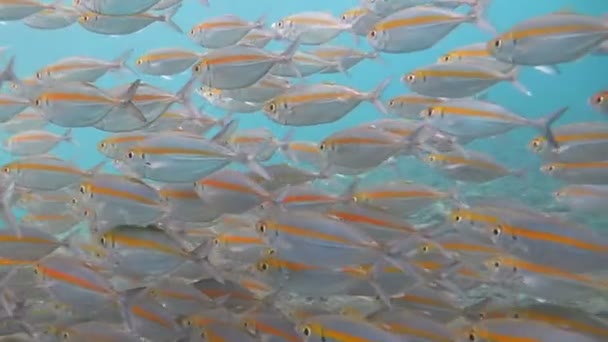 Sardin skola i Röda havet — Stockvideo