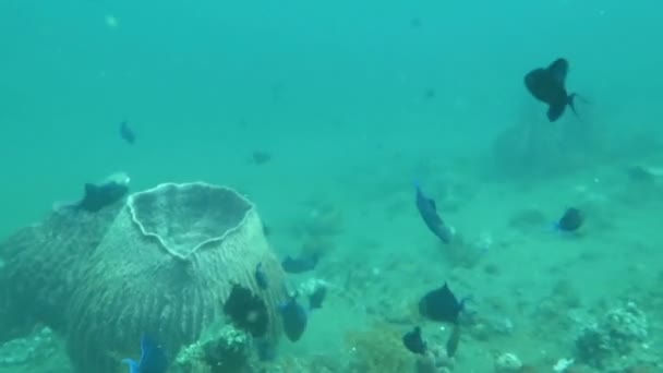 Recife de coral próspero vivo com vida marinha e cardumes de peixes, Bali — Vídeo de Stock