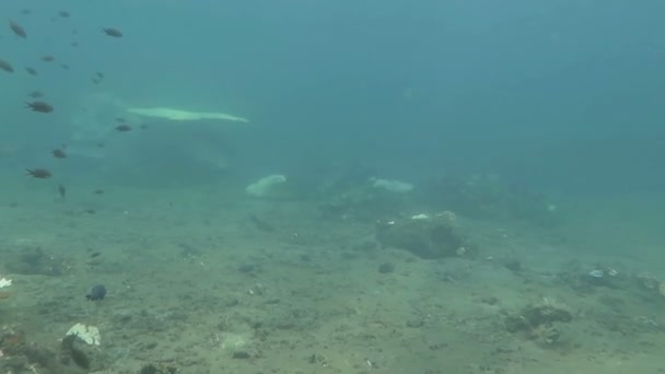 Recife de coral próspero vivo com vida marinha e cardumes de peixes, Bali — Vídeo de Stock