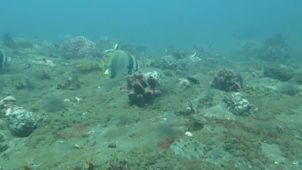 Recife de coral próspero vivo com vida marinha e cardumes de peixes, Bali — Vídeo de Stock