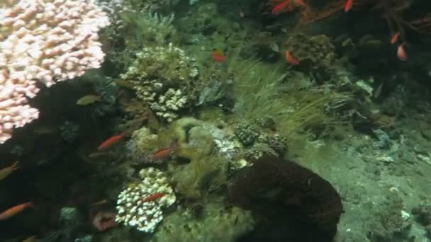 Blomstrande korallrev med marint liv och stim av fiskar, Bali — Stockvideo