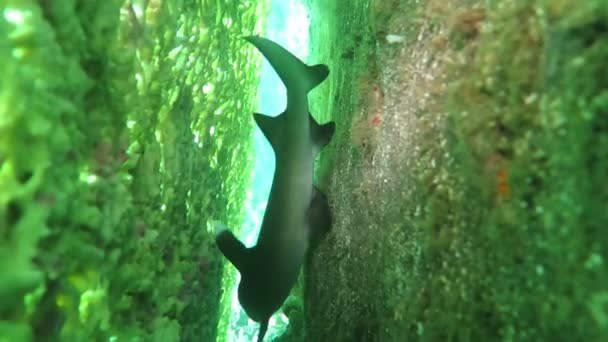 Tiburones de punta negra nadando bajo el agua — Vídeo de stock