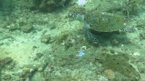 Hawksbill tortue de mer courant sur l'île de récif corallien Bali — Video