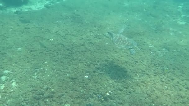 Hawksbill tartaruga marinha corrente na ilha recife de coral Bali — Vídeo de Stock