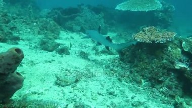 Gelişen mercan canlı deniz yaşamı ve sürüler halinde balık, Bali ile
