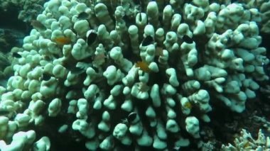 Gelişen mercan canlı deniz yaşamı ve sürüler halinde balık, Bali ile