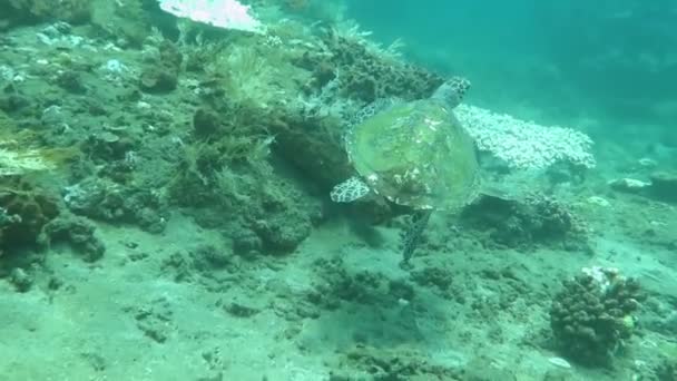 Hawksbill sea turtle current on coral reef island Bali — Stock Video