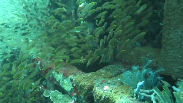 Gelişen mercan canlı deniz yaşamı ve sürüler halinde balık, Bali ile — Stok video