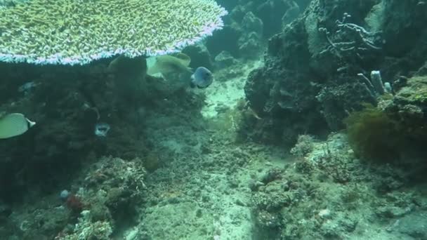 Prosperující korálový útes mořského života a hejna ryb, Bali — Stock video