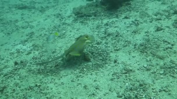 Μπλε στίγματα ray, κολύμπι ανάμεσα κοραλλιογενή ύφαλο στον πυθμένα των ωκεανών, Μπαλί — Αρχείο Βίντεο