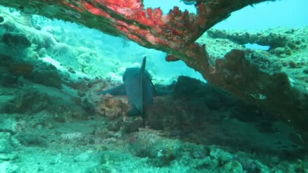 Requins de récif à pointe noire nageant sous l'eau — Video