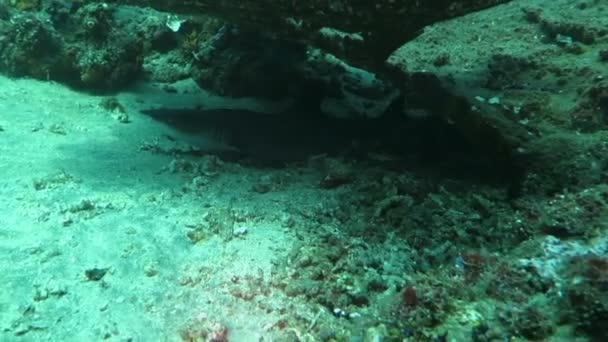 Squali reef punta nera nuotare sott'acqua — Video Stock