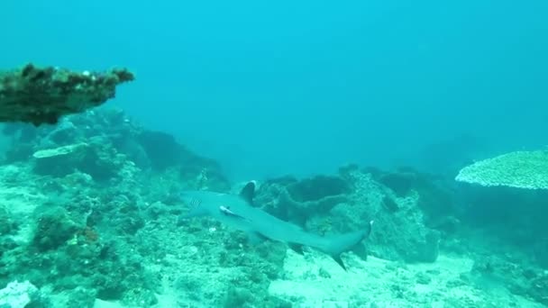 Recife de coral próspero vivo com vida marinha e cardumes de peixes, Bali — Vídeo de Stock