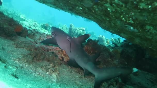 Black tip reef sharks swimming underwater — Stock Video