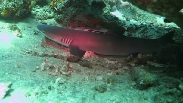 Tiburones de punta negra nadando bajo el agua — Vídeo de stock