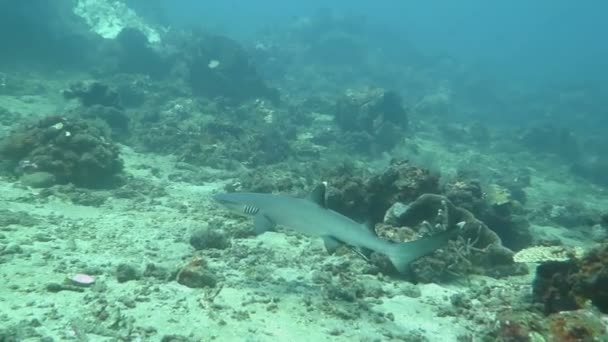 Tiburones de punta negra nadando bajo el agua — Vídeo de stock