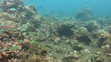 Gelişen mercan canlı deniz yaşamı ve sürüler halinde balık, Bali ile