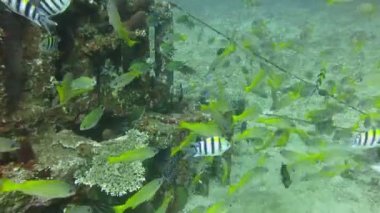 Gelişen mercan canlı deniz yaşamı ve sürüler halinde balık, Bali ile