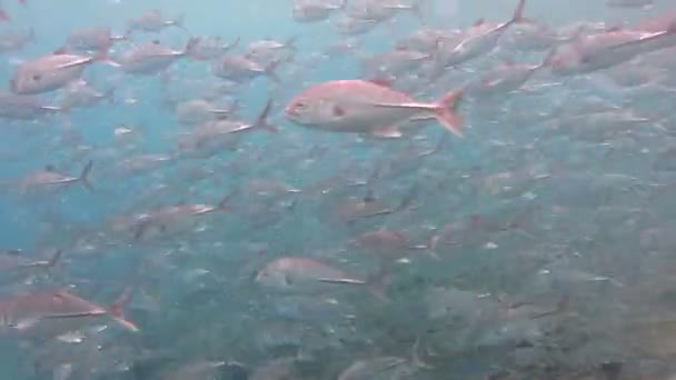 Scuola di sardina nel Mar Rosso — Video Stock