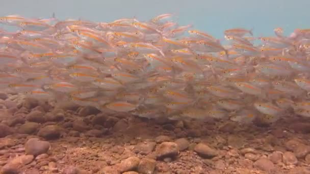 Escola de Sardinha no Mar Vermelho — Vídeo de Stock