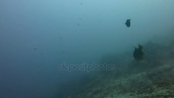 Fish Triggerfish attacking divers in Bali — Stock Video