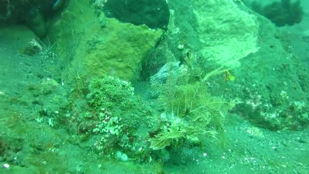 거 대 한 바다의 바닥, 발리에 산호초 사이 숨어 moray를 발견 — 비디오