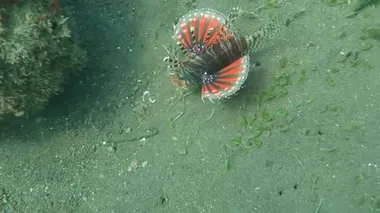 Lionfish pterois mercan kayalığı Bali üzerinde