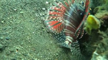 Lionfish pterois mercan kayalığı Bali üzerinde