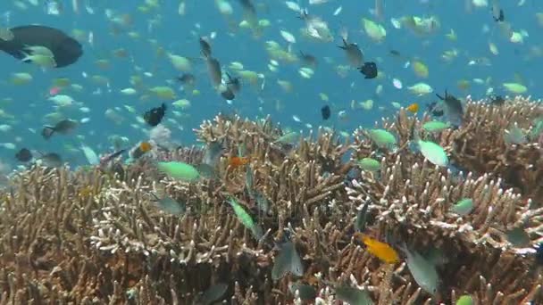 Recife de coral próspero vivo com vida marinha e cardumes de peixes, Bali — Vídeo de Stock