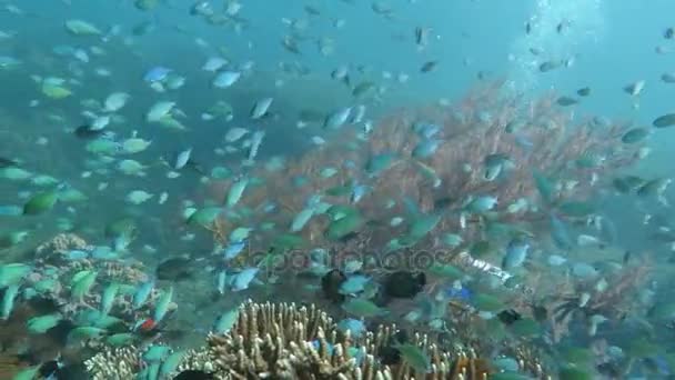 Gelişen mercan canlı deniz yaşamı ve sürüler halinde balık, Bali ile — Stok video