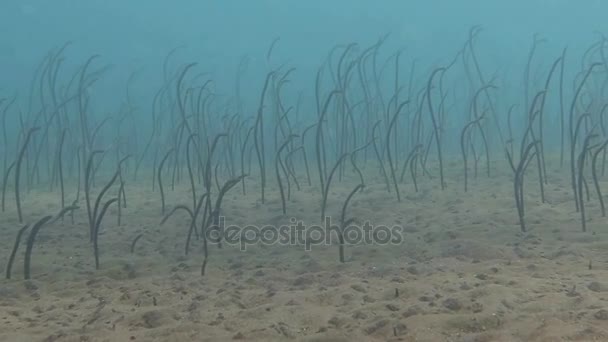 Galapagos garden eel Heteroconger klausewitzi feeding underwater in Bali — Stock Video