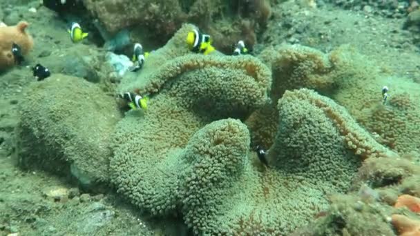 Kwitnącej koralikowej rafie żyje z życia morskiego i ławice ryb, Bali — Wideo stockowe