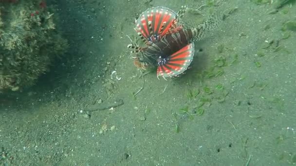 Lionfish pterois sur le récif corallien Bali — Video