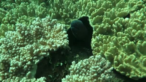 Morena gigante escondida entre los arrecifes de coral en el fondo del océano, Bali — Vídeos de Stock