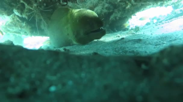 Giant moray hiding amongst coral reef on the ocean floor, Bali — Stock Video