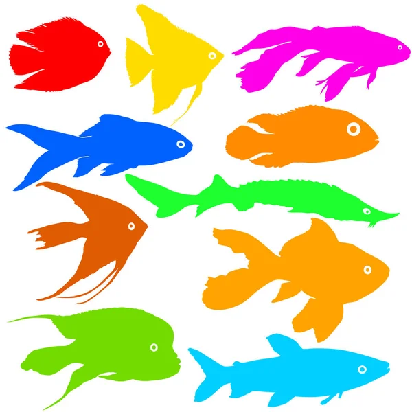 Color silhouette of aquarium fish on white background — Stock Vector