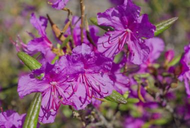 Çiçek Ledum palustre ormangülü tomentosum bitki yakın çekim
