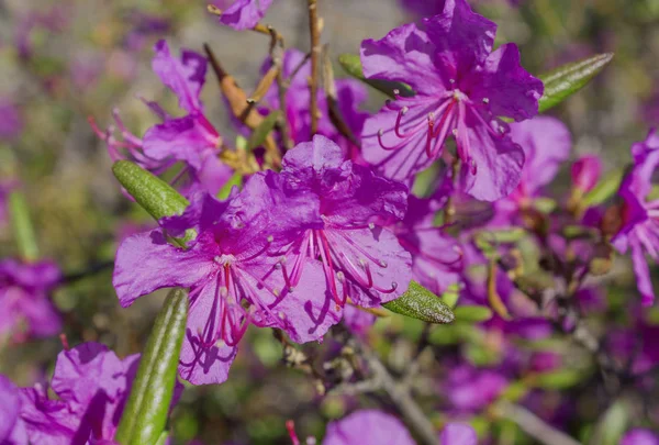 Flor Ledum palustre Rhododendron tomentosum planta de cerca —  Fotos de Stock