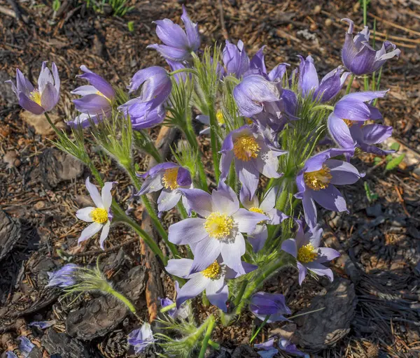 Första vårblommor i tallskogen sömn-gräs eller ryggskott — Stockfoto