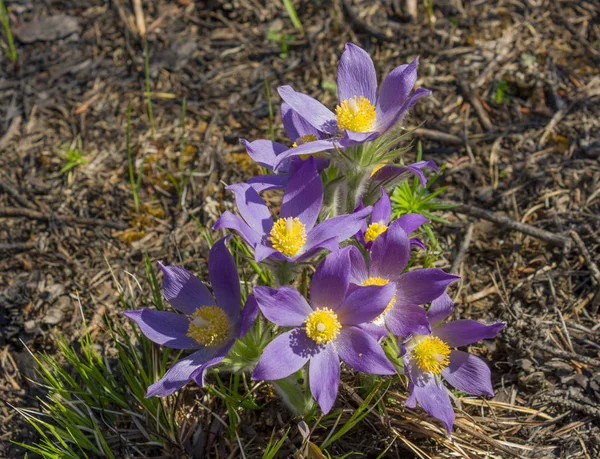 First spring flowers in the pine forest Sleep-grass or lumbago — Stock Photo, Image