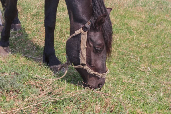 Portrait d'un cheval noir sur fond d'herbe verte — Photo