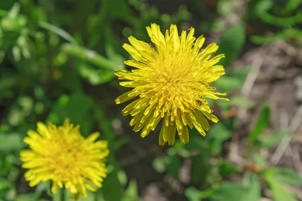 Yellow dandelion flowers with leaves in green grass, spring photo — Stock Photo, Image
