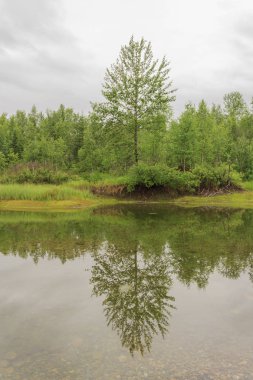 Yeşil bir ormanda nehir akıyor. Doğal arka plan.
